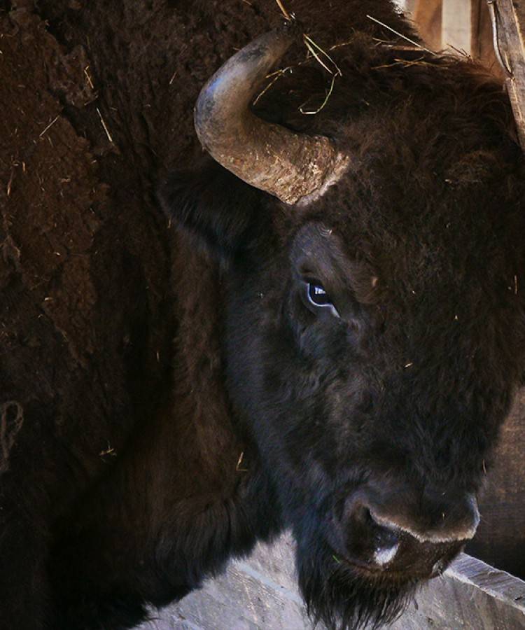 Photo safari cu zimbri in Tinutul Zimbrului